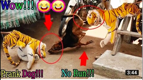 Fake 🐅 tiger prank with dog.so funny videos.just watching