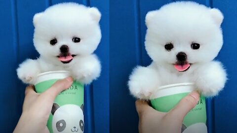 Puppies Cute and Funny Dog 2021
