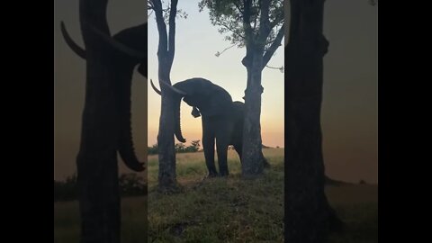 Elefante Inteligente Pegando Frutas da Arvore #shorts