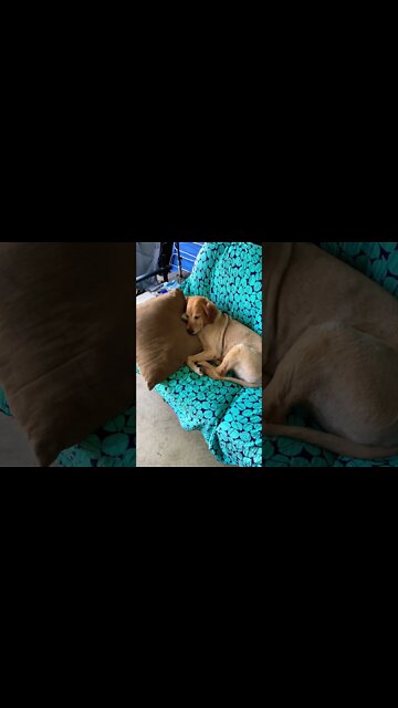 Some days being a full-time contact creator is rough #Shorts #ShopAnimals