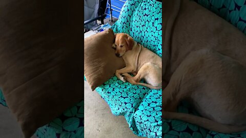 Some days being a full-time contact creator is rough #Shorts #ShopAnimals