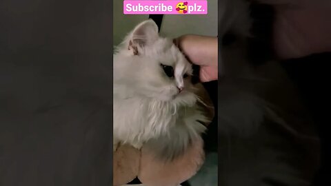 You Have to See This Cat's Shorts! #shortsfeed #cat #youtubepets