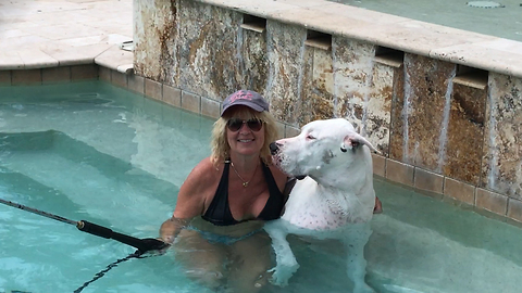 Great Dane Enjoys Pressure Washing Pool Cleaning Hack