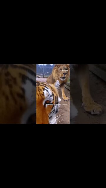 Lion Gets Jealous of Tiger