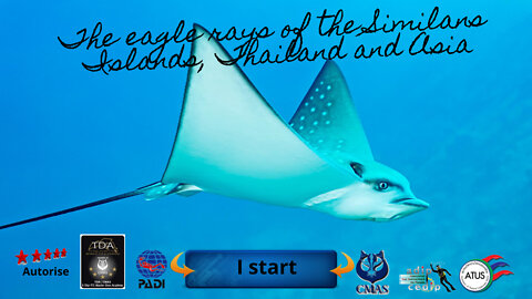 🐋 the Eagle rays of the Similans Islands in Thailand and Asia