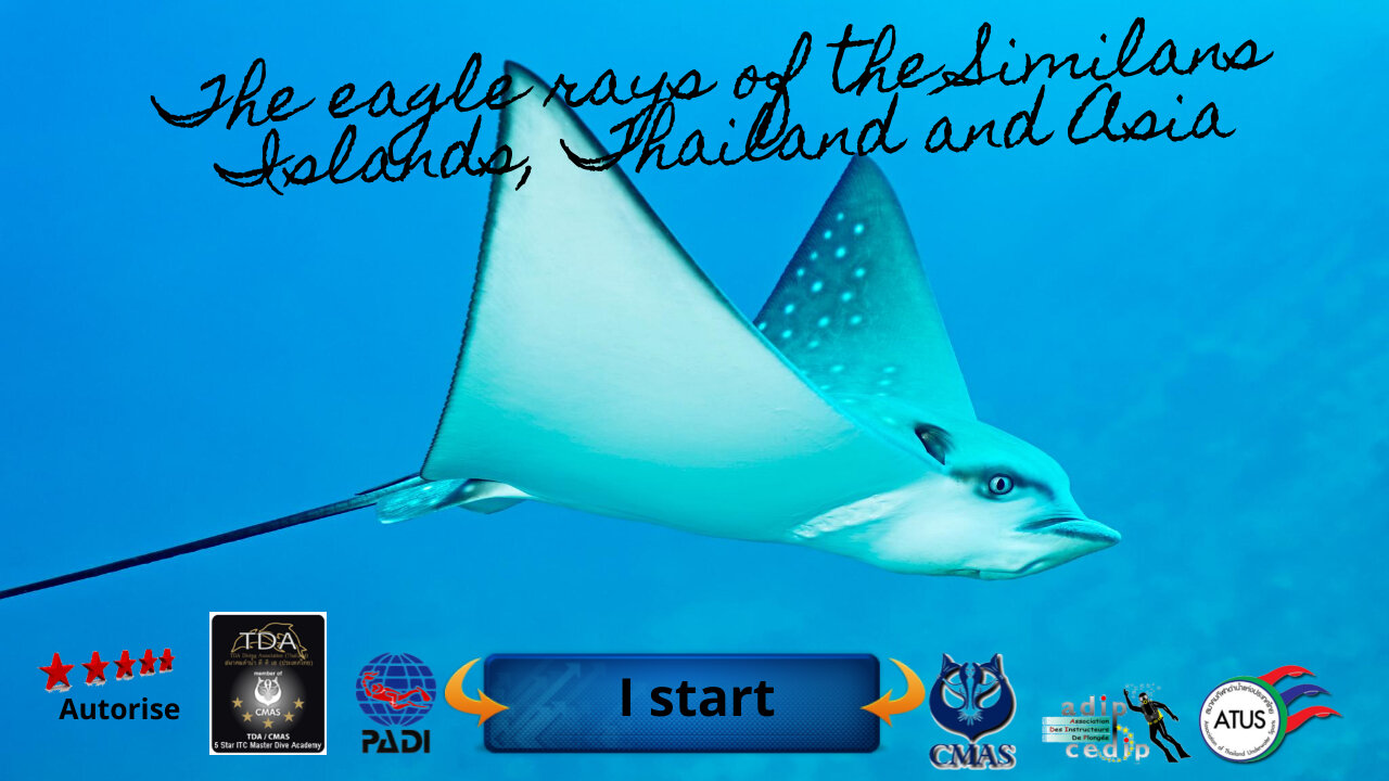🐋 the Eagle rays of the Similans Islands in Thailand and Asia