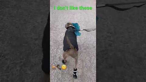 New shoes… #funnyvideo #shorts #dog