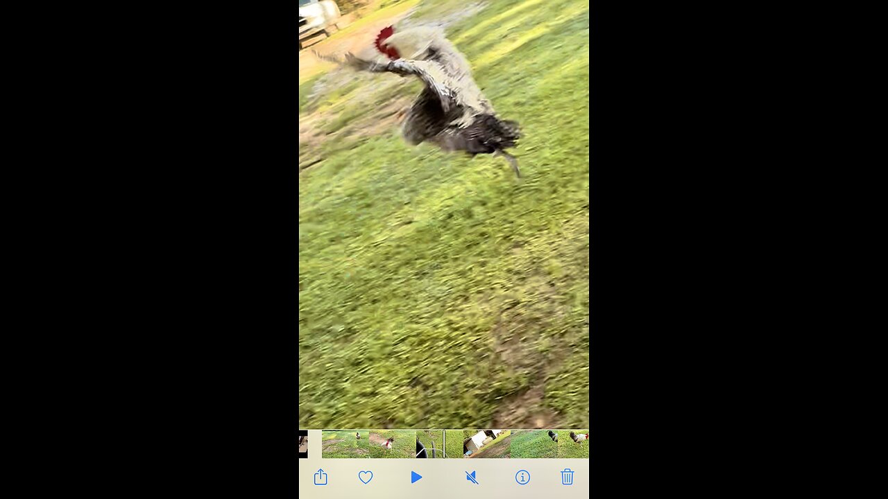 WARNING: FOUL LANGUAGE Rooster try’s to flog owner while she feeding!!😲🤬🤬