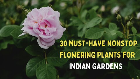 30 Must-Have Nonstop Flowering Plants for Indian Gardens | Perennial Beauties | Permanent Flowering