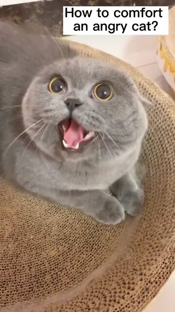 How to comfort Angry cat