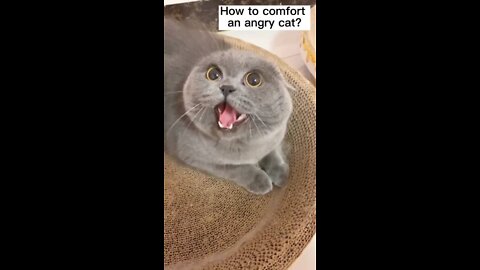How to comfort Angry cat