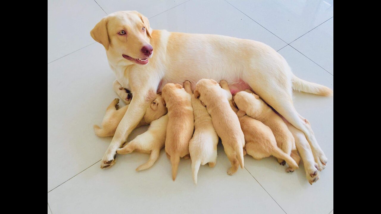 Labrador mum given birth for 7 adorable puppies