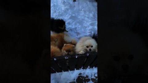 OMG SO CUTE ❤️DOGS VIDEOS DOG'S AND CAT'S VIDEO 2021#short