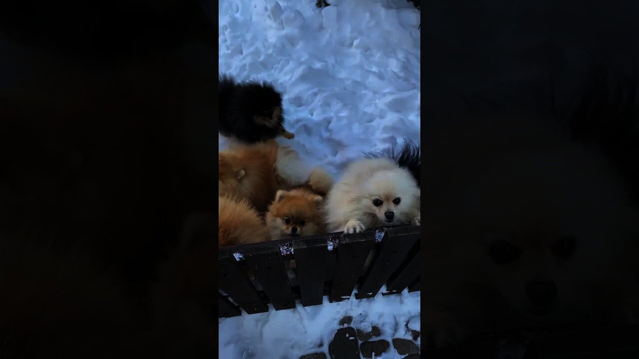 OMG SO CUTE ❤️DOGS VIDEOS DOG'S AND CAT'S VIDEO 2021#short
