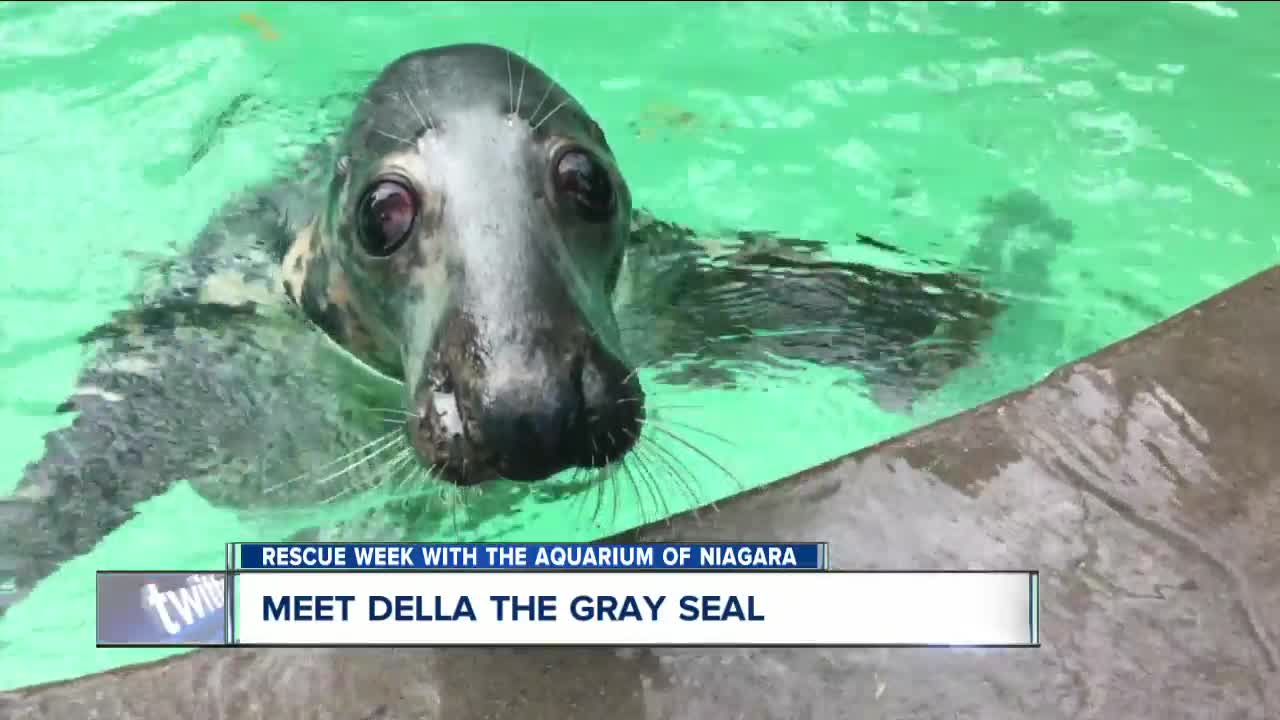 Rescue Week: Meet Della