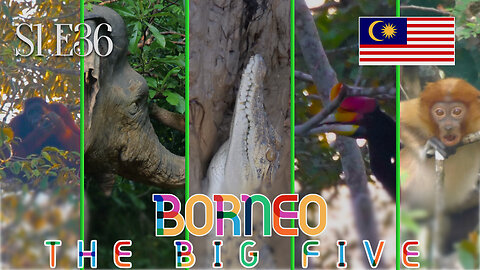 S1E36: The Borneo’s Big Five!