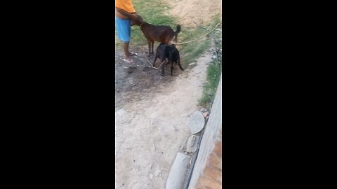 goat milak funny dog and monkey video