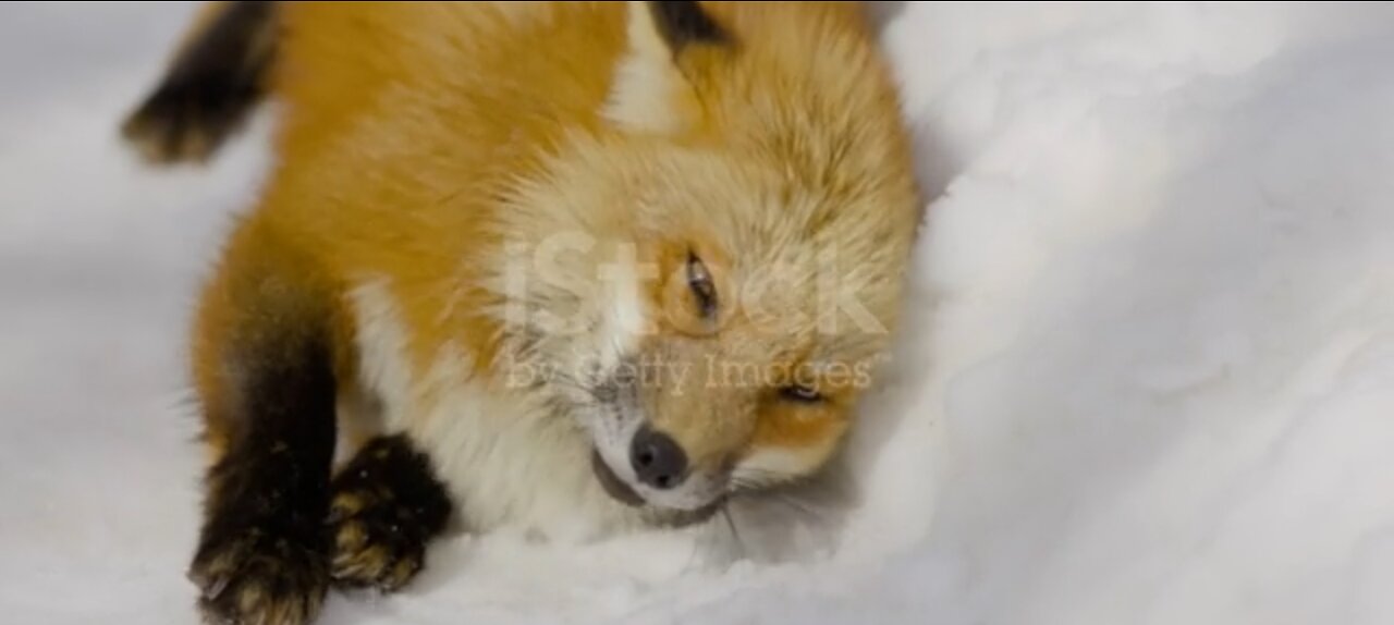 Beautiful fox in the snow