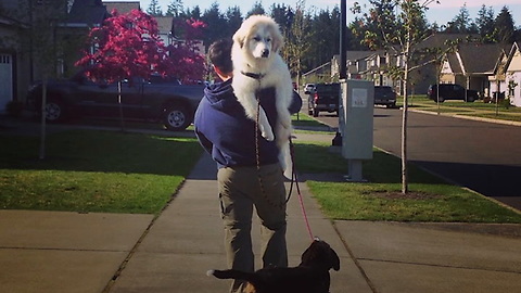 Great Pyrenees Are Built for the Cold!