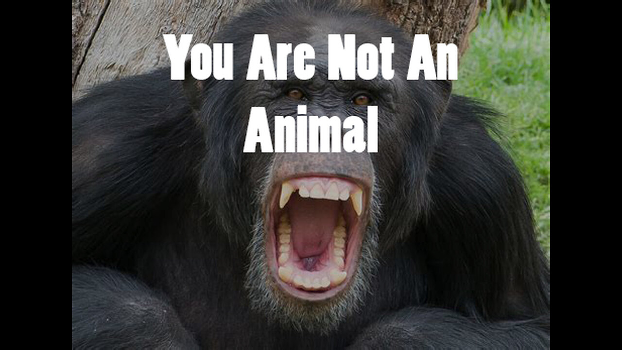 You Are Not An Animal