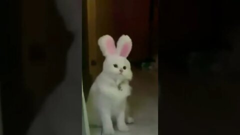 your bunny cat #Shorts 🧐