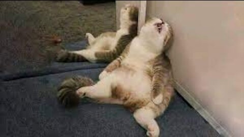 LOL!!! 😄 Super Cute Pets Doing Funny Things 💗 Compilation #4