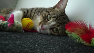Cute Kitten Falls Asleep among His Toys