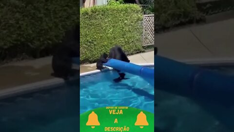 Família de Ursos pardos Brincando na Piscina #shorts