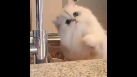 How beautiful the cat is counting water drops