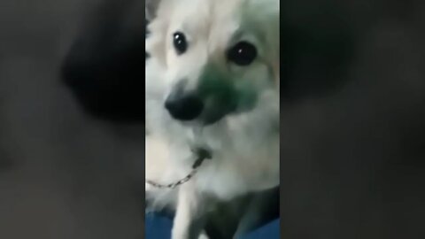 Cute Dog / puppy ❤️ cute animal #shorts #short video #viralvideo #funny #animals #tiktok #dog