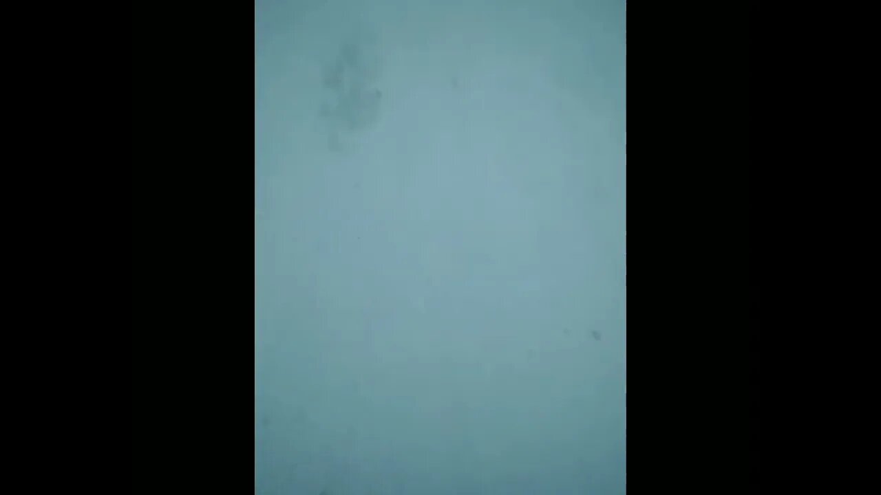 rvzxr blvdx $avage Bea$t NTE shit