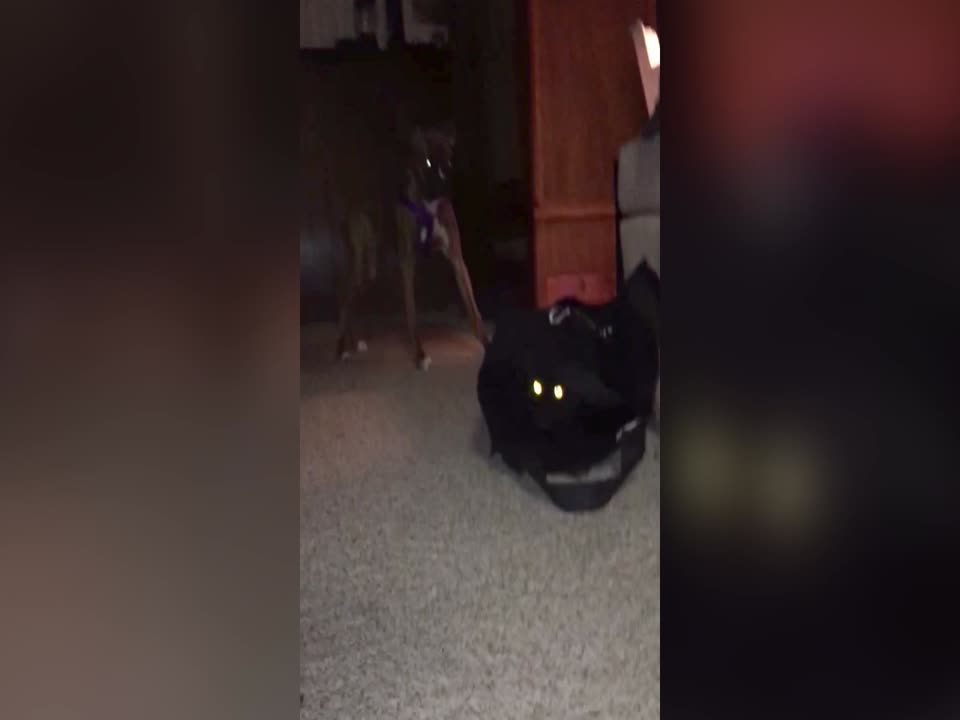 Funny Dog Lets Cat out of the Bag!