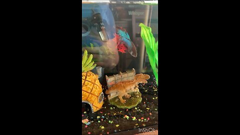 Spike the betta fish