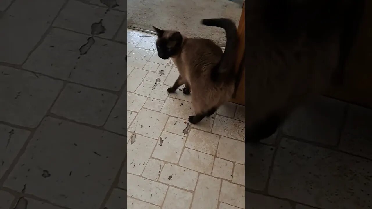 Cinder is begging for play #kittycat #viral #disabledyoutuber #cat #shortvideo