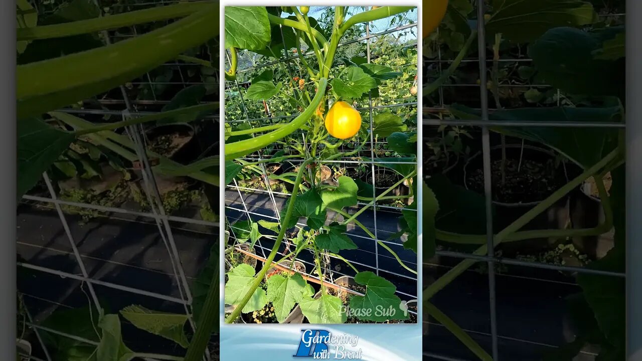 Lemon Squash