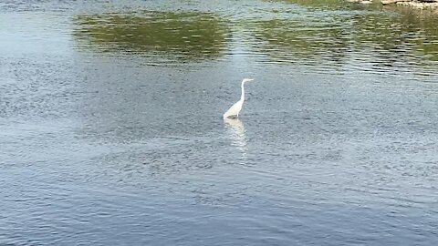 Great White Egret fishing