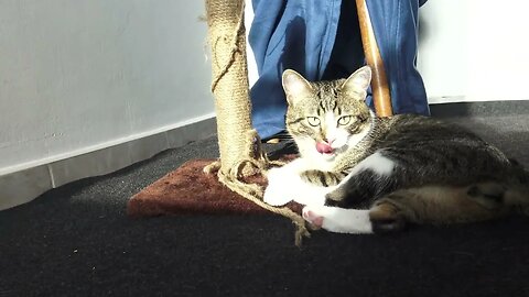 I Made a Blue Tent for the Cat