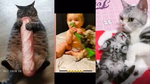 TikTok Pets 2 | Funny Animals that Will Cheer You Up 😂 (Hilarious)