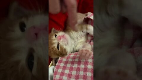 Sleep time of lovely kitten
