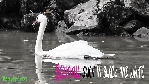 Beautiful swan in black and white / beautiful bird in a river.