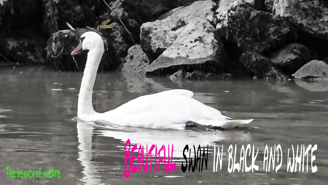 Beautiful swan in black and white / beautiful bird in a river.