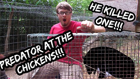 Trapping a Chicken KILLER!!! - (Surprising Predator)