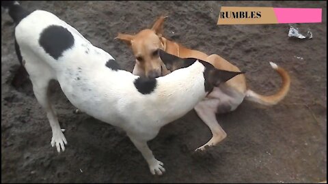 Two friends are playing
