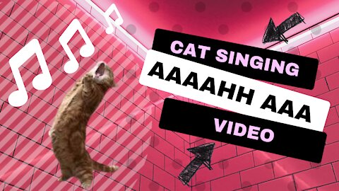 Adorable Cat Singing AAAHHHH AAAAA video