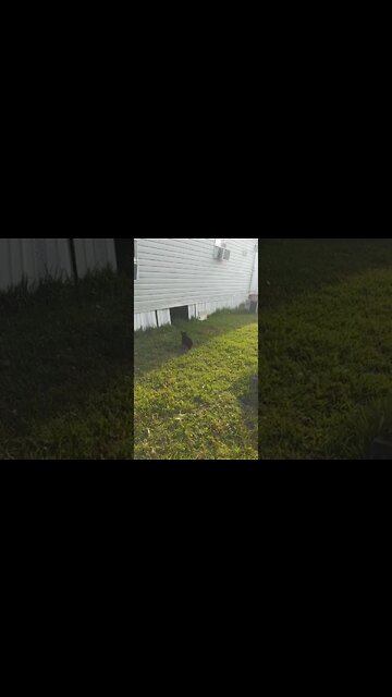 kitten is growing up