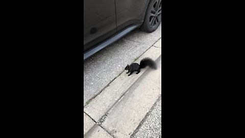 Pleading Squirrel Fearlessly Approaches Human For Food