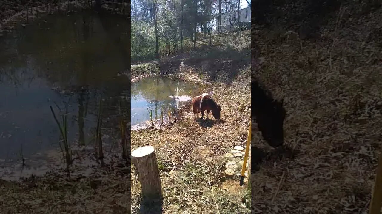 Peanuckle TV drinking from the pond