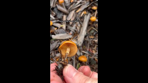 Deadly Galerina marginata / Poisonous PNW mushroom #explore #mushroom #forest