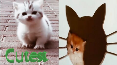 Cutest cat and their fun.