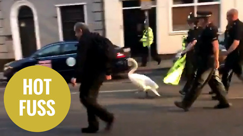 Swan that stormed into a party street is escorted away by police